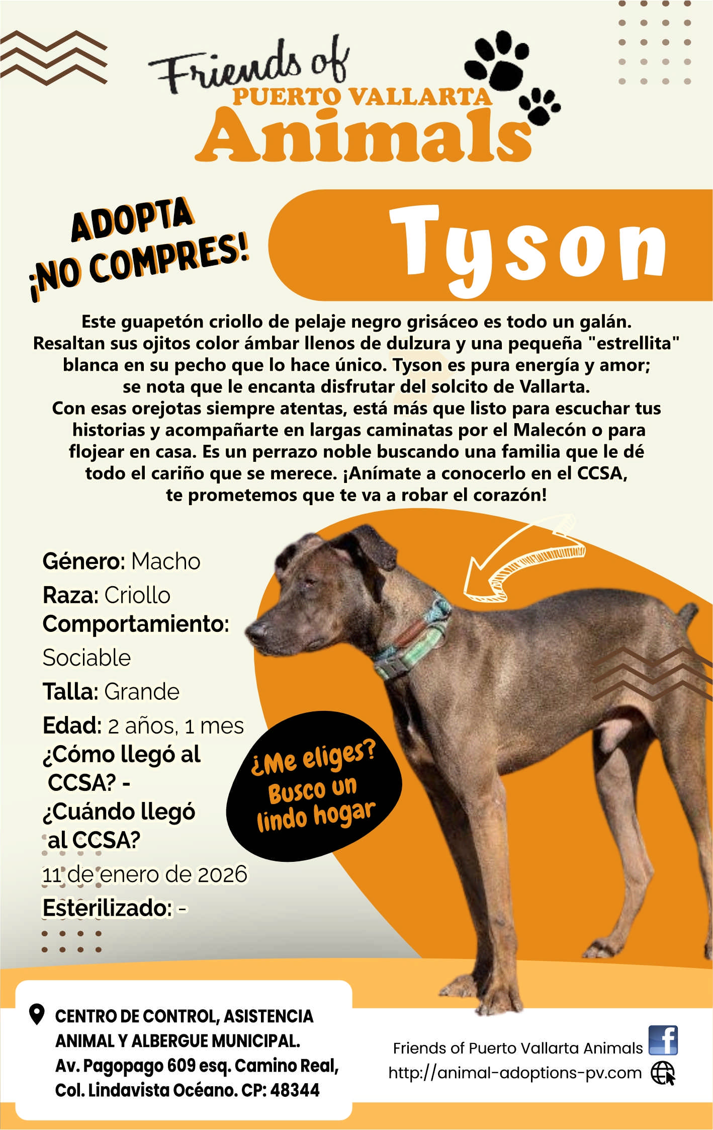 anuncio de Puerto vallartaanimals?compres!este guapeton criollo de pelaje negro grisaceo es todo un galan.resaltan sus ojitos color ambar llenos de dulzura y una pequena "estrellita"blanca en su pecho que 10 hace unico. tyson es pura energia y amor;se nota que le encanta disfrutar del solcito de vallarta.con esas orejotas siempre atentas, esta mas que listo para escuchar tushistorias y acompanarte en largas caminatas por el malecon o paraflojear en casa. es un perrazo noble buscando una familia que ie detodo el carino que se merece. ianimate a conocerlo en ei ccsa,te prometemos que te va a robar el corazon!genero: machoraza: criollocomportamiento:sociabletalla: grandeedad: 2 anos, 1 mes?como llego alccsa? -?cuando llegoccsa?ime eliges?bosco unlindo hogarlibdeeenero de 2026esterilizado: -centro de control, asistenciaanimal y albergue municipal.av. pagopago 609 esq. camino real,col. lindavista oceano. cp: 48344friends of puerto vallarta animalshttp://animal-adoptions-pv.com