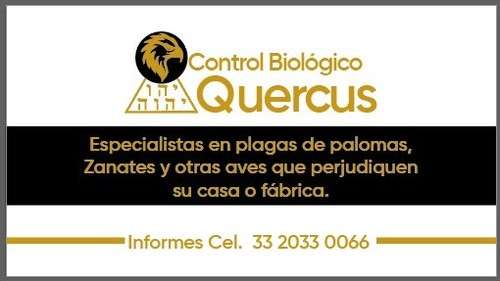 imagen de Control Biológico Quercus _1