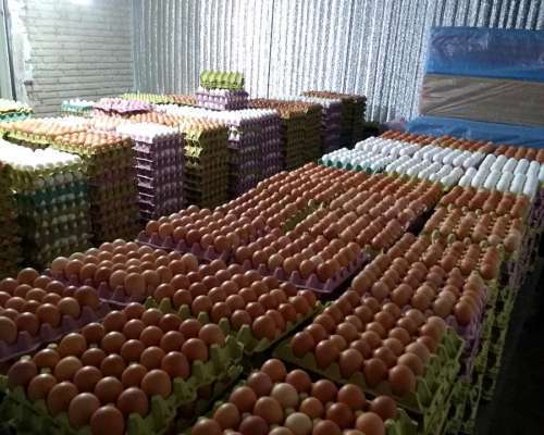 imagen de *Hablando, Saludable loros y huevos disponibles*_1