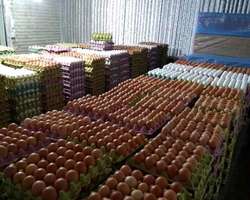 imagen de *Hablando, Saludable loros y huevos disponibles*_1