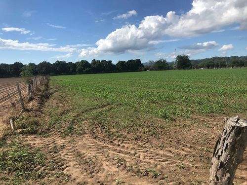 imagen de REMATO DOS HA A BORDO DE AVENIDA_2