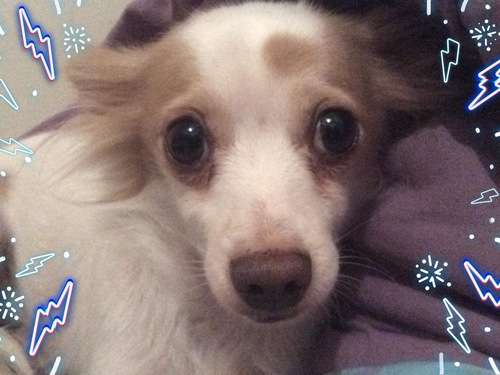 imagen de Cuido animales _2