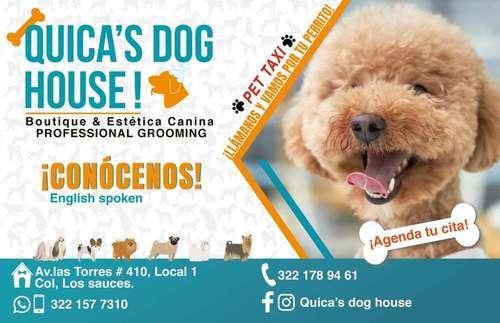 imagen de ESTETICA CANINA_3